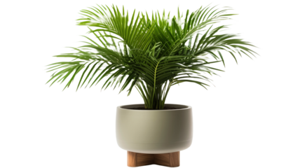 Elegant indoor potted palm plant on transparency background.

