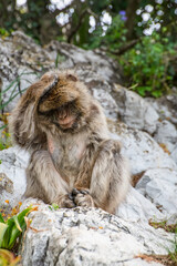 A young Barbary macaque (a.k.a Barbary ape or rock ape) in Gibraltar, sits on a rock with his right hand resting on his head.  The macaque looks deep in thought.