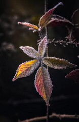 Colorful leave in winter