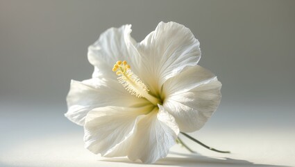 Delicate White Hibiscus Flower Close Up Shot.