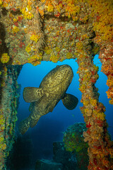 Goliath grouper garage 
