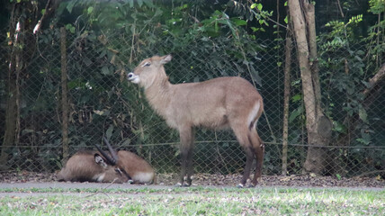 Standing antelope and resting companion in a natural enclosure with lush green foliage and soft light creating a serene wildlife atmosphere