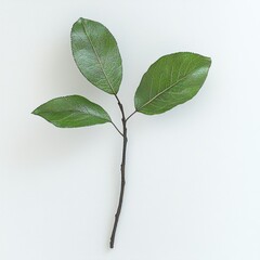 Sprig of Green Leaves Nature Botany Isolated Branch Simple Plant Minimalist Design Fresh Foliage