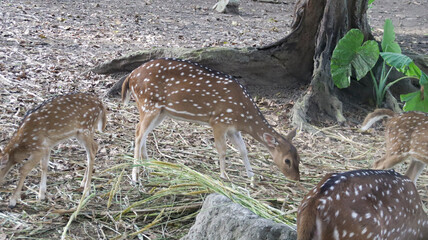 Spotted deer grazing in a serene woodland habitat surrounded by dry leaves and green foliage near a tree trunk with natural light highlighting their gentle movement