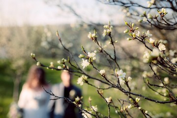 Couple and blooming branches in spring.