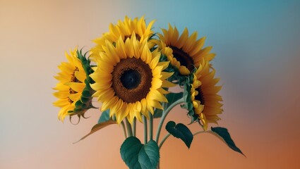 Vibrant sunflowers on colorful orange and blue background