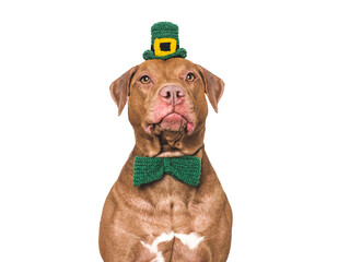 Lovable, pretty puppy and bright green hat. Happy St. Patrick's Day. Closeup, studio shot....