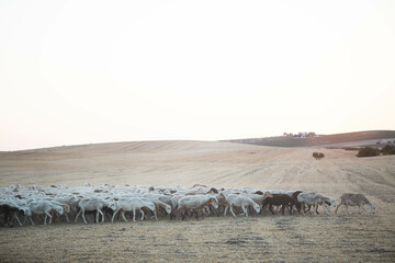 Serene pastoral scene with sheep and goats grazing at sunset