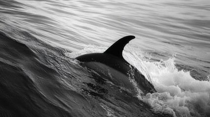 Fototapeta premium dorsal fin slices through the waves, a silent testament to its power and agility.