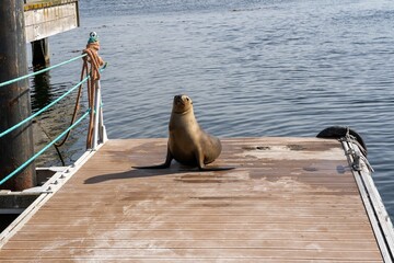 Sea lion rests on a wooden dock by the water on a sunny day in Falkland Islands