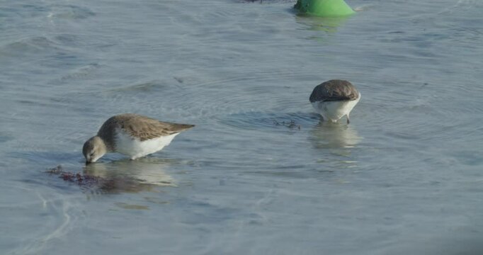 Water birds looking for food in water at Sitra park