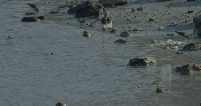 Sitra park beach, water birds foraging