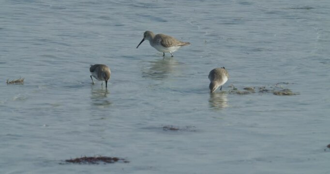 Three water birds in water at Sitra park