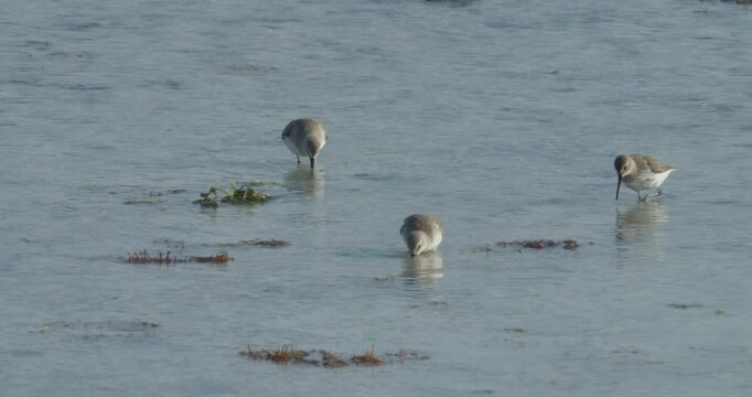Three shore birds at Sitra park