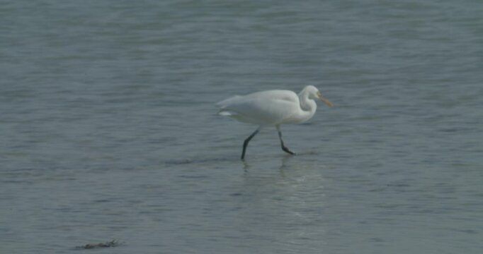 Sitra park in Bahrain, white crane in shallow water