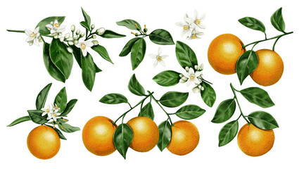  Botanical illustration of an orange tree. Citrus blossoms and fruits. Juicy oranges on branches and orange blossom flowers. Vintage watercolor illustration. Large set of images. No background