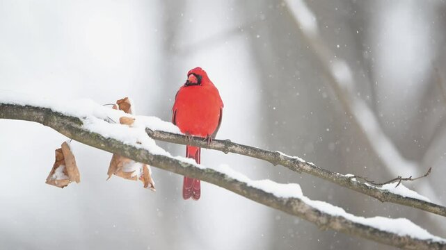 Slow motion clip of male Northern Cardinal perched on a branch during a heavy snow storm. 