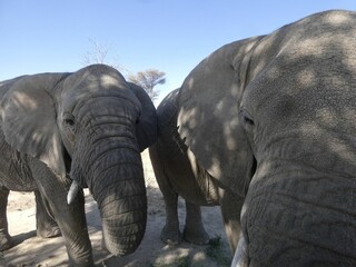 Fototapeta premium Close-up of African elephants in nature.