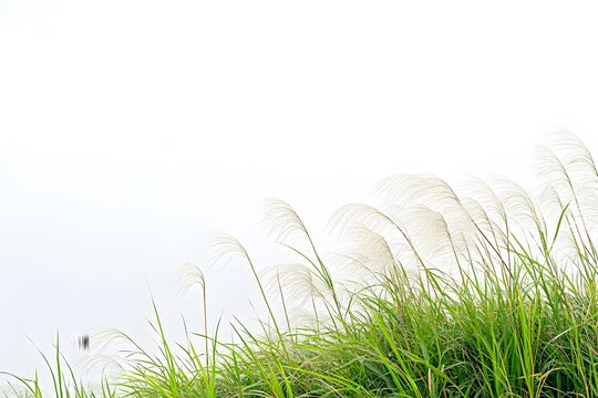 Grasses Swaying Gently in Breeze, Nature's Serenity