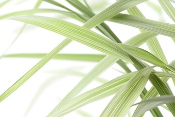 Obraz premium Green Leaves Abstract Nature Background