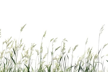 Grasses Sway Gently in Breeze, Nature's Serenity