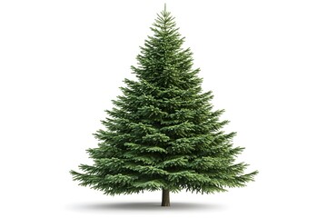 Majestic Evergreen Tree Stands Tall