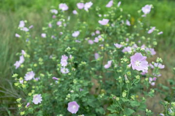 Malva thuringiaca Lavatera thuringiaca blooms in the wild in summer