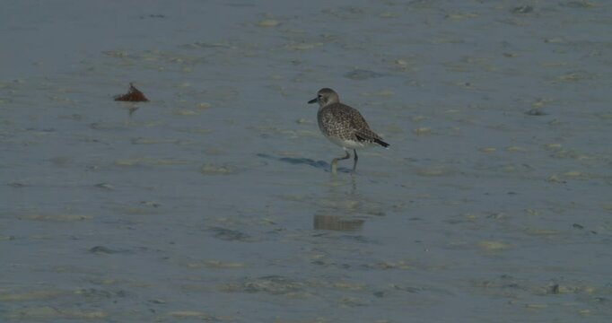 Wet sand in Sitra park, one water bird walking