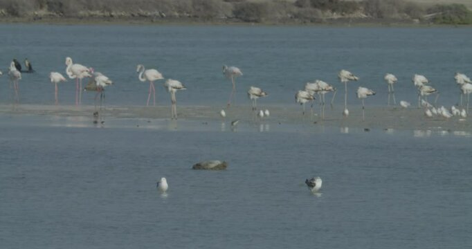 Flock of flamingos at Sitra park