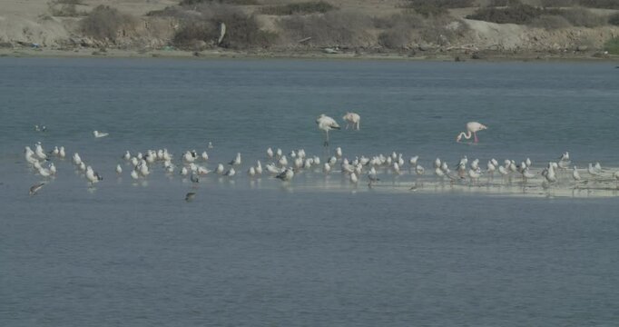 Seagulls and flamingos at Sitra park, slow motion
