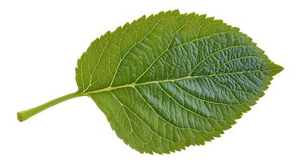 Fototapeta premium a close up of a leaf