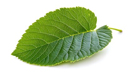 Obraz premium a close up of a leaf