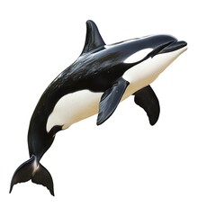 orca png stylish 