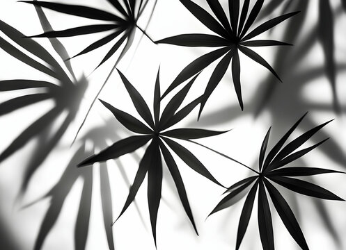Black and White Leaf Shadows Creating Geometric Patterns on a White Background