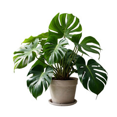monstera plant in a pot isolated ai generative