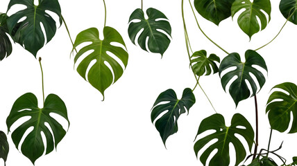 monstera albo leaves isolated ai generative