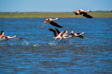 Flamingos flock on a migratory journey, La Pampa Province, Patagonia, Argentina.