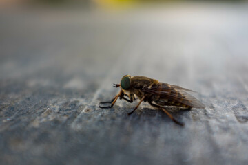 Undefined insect