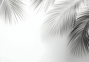 Obraz premium Monochrome Palm Leaves: Elegant Artistry in Contrast and Minimalism with Light
