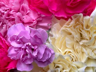 background bright flowers dianthus close-up.