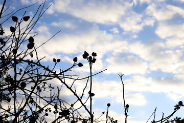 silhouettes of plants against a background of blue sky with clouds