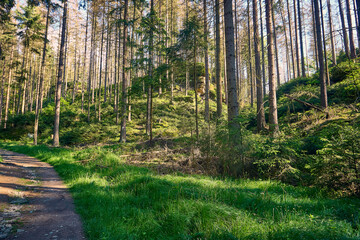 Wanderpfad Wilde Hölle in der Sächsischen Schweiz, Deutschland