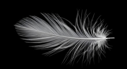 "Pure Elegance: A Delicate White Feather on a Black Canvas"