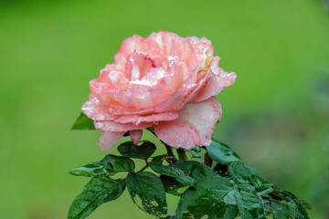 Pink Rose Flower in the garden