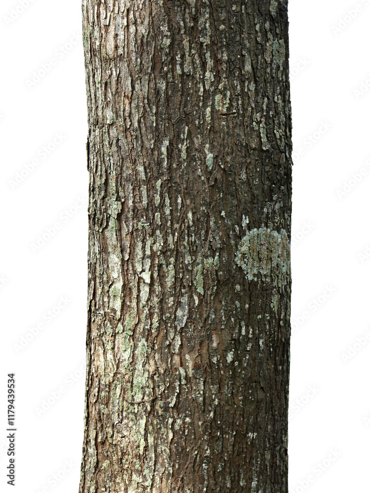 Fototapete Tree trunk isolated on white background with clipping path.