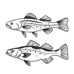 Fish Vector illustration