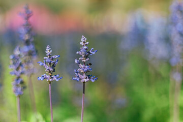 Close up Blue Salvia in the garden