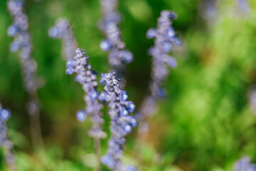 Close up Blue Salvia in the garden