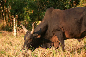 Obraz premium Black cow grazing in a field in the countryside 