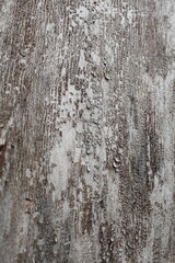 Obraz premium natural background texture tree bark